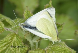 Kk Beyazmelek (Pieris rapae)