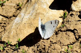 Doruklarn Beneklimelei (Pontia callidice)