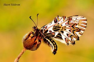 Gney Fistosu (Zerynthia polyxena)