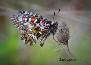 Gney Fistosu (Zerynthia polyxena)