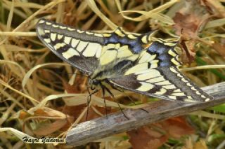 Krlangkuyruk (Papilio machaon)