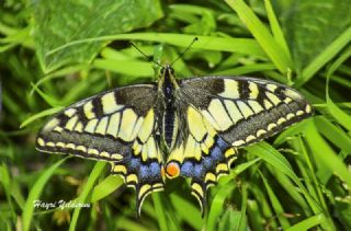 Krlangkuyruk (Papilio machaon)