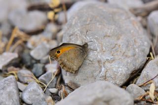 Kk Esmerperi (Hyponephele lycaon)