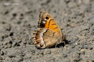 Anadolu Pirireisi (Satyrus favonius)