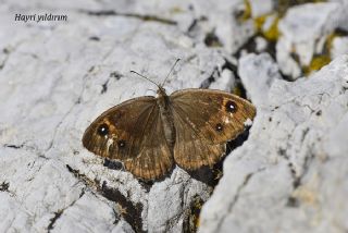 Hametli Pirireis (Satyrus ferulus)