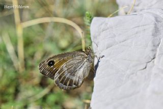 Hametli Pirireis (Satyrus ferulus)