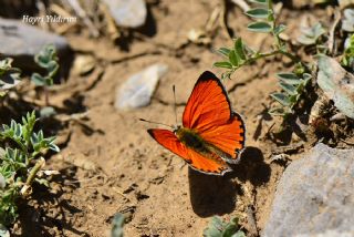 Da Atei (Lycaena thetis)