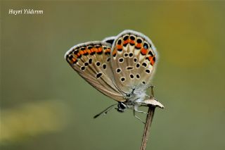 Doulu Esmergz (Plebejus carmon)