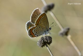 Doulu Esmergz (Plebejus carmon)