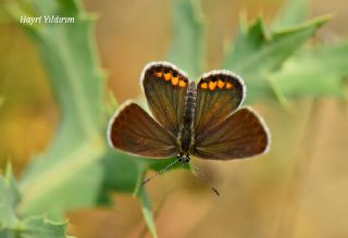 Doulu Esmergz (Plebejus carmon)