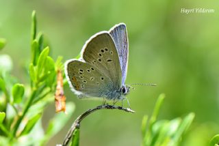 okgzl Gzel Mavi (Polyommatus bellis)