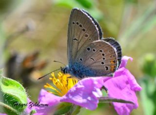 okgzl Gzel Mavi (Polyommatus bellis)