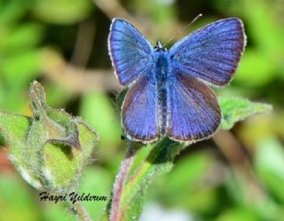 okgzl Gzel Mavi (Polyommatus bellis)