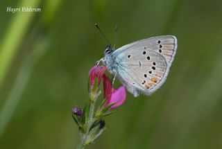 �okg�zl� G�zel Mavi&nbsp;(Polyommatus&nbsp;bellis)