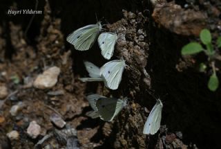 K���k Beyazmelek&nbsp;(Pieris&nbsp;rapae)