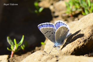 okgzl Kk Turan Mavisi (Polyommatus cornelius)