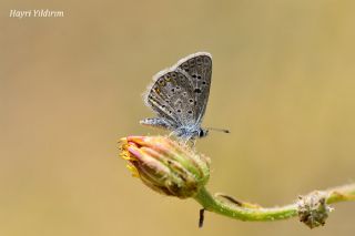 okgzl Kk Turan Mavisi (Polyommatus cornelius)