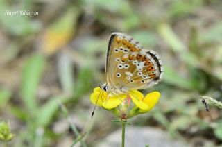 okgzl Anadolu Mavisi (Aricia crassipunctus)