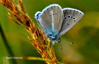 okgzl figenya (Polyommatus iphigenia)