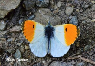 Turuncu Ssl (Anthocharis cardamines)