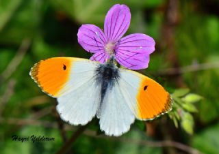 Turuncu S�sl�&nbsp;(Anthocharis&nbsp;cardamines)
