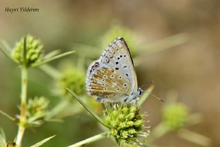 okgzl Anadolu illi Mavisi (Polyommatus ossmar)