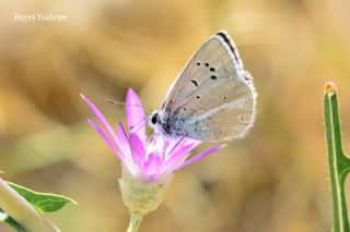 okgzl Ar Mavisi (Polyommatus vanensis)