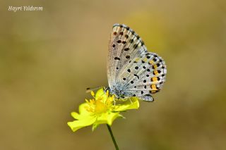 Bavius Mavisi (Pseudophilotes bavius)