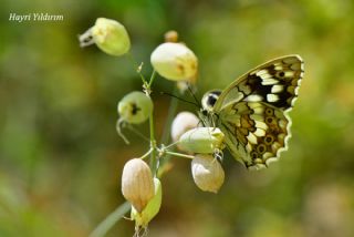 Kara Melike (Melanargia syriaca)