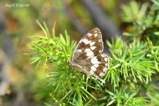 Kara Melike (Melanargia syriaca)