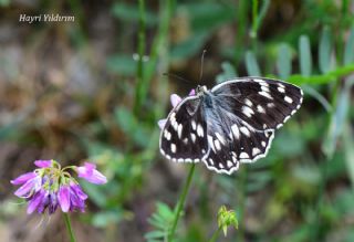 Kara Melike (Melanargia syriaca)