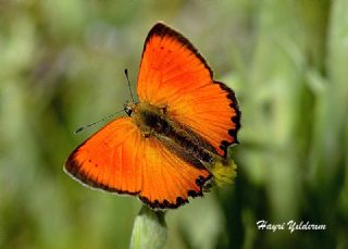 Orman Bakr Gzeli (Lycaena virgaureae)