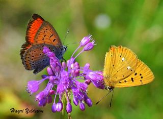 Orman Bakr Gzeli (Lycaena virgaureae)