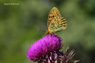 Gzel nci (Argynnis aglaja)