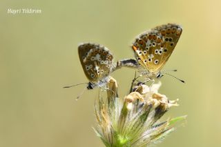 okgzl Balkan Mavisi (Aricia anteros )