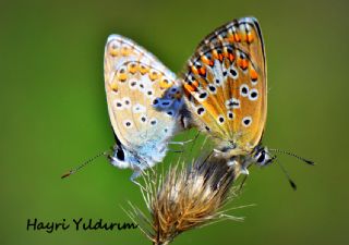 okgzl Balkan Mavisi (Aricia anteros )