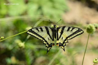 Kaplan Krlangkuyruk (Papilio alexanor)