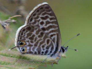 Mavi Zebra (Leptotes pirithous)