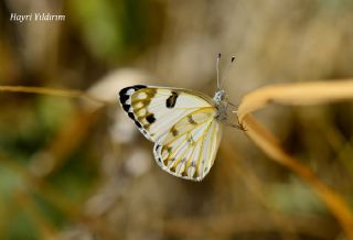 Siirt l Beneklibeyaz (Pontia glauconome)