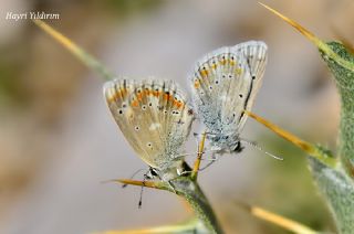 okgzl Turkuvaz Mavisi (Polyommatus dorylas)