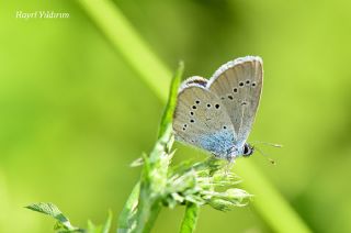 Mazarin Mavisi (Polyommatus semiargus)