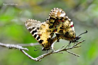 Orman Fistosu (Zerynthia cerisyi)