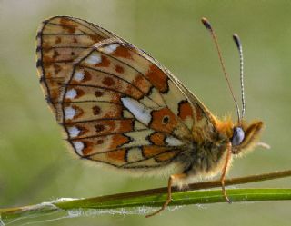 Beyaz nci (Clossiana euphrosyne)