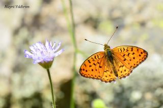 Niyobe (Fabriciana niobe)