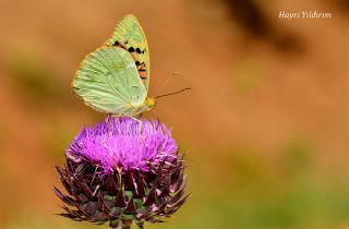 Bahadr (Argynnis pandora)