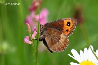 �sko� G�zelesmeri&nbsp;(Erebia&nbsp;aethiops)