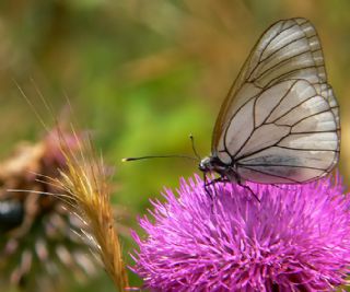 Al Beyaz (Aporia crataegi)