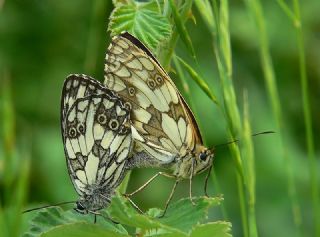 Orman Melikesi (Melanargia galathea)