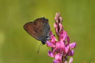 Byk Sevbeni (Satyrium ilicis)