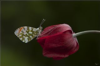 Turuncu Ssl (Anthocharis cardamines)